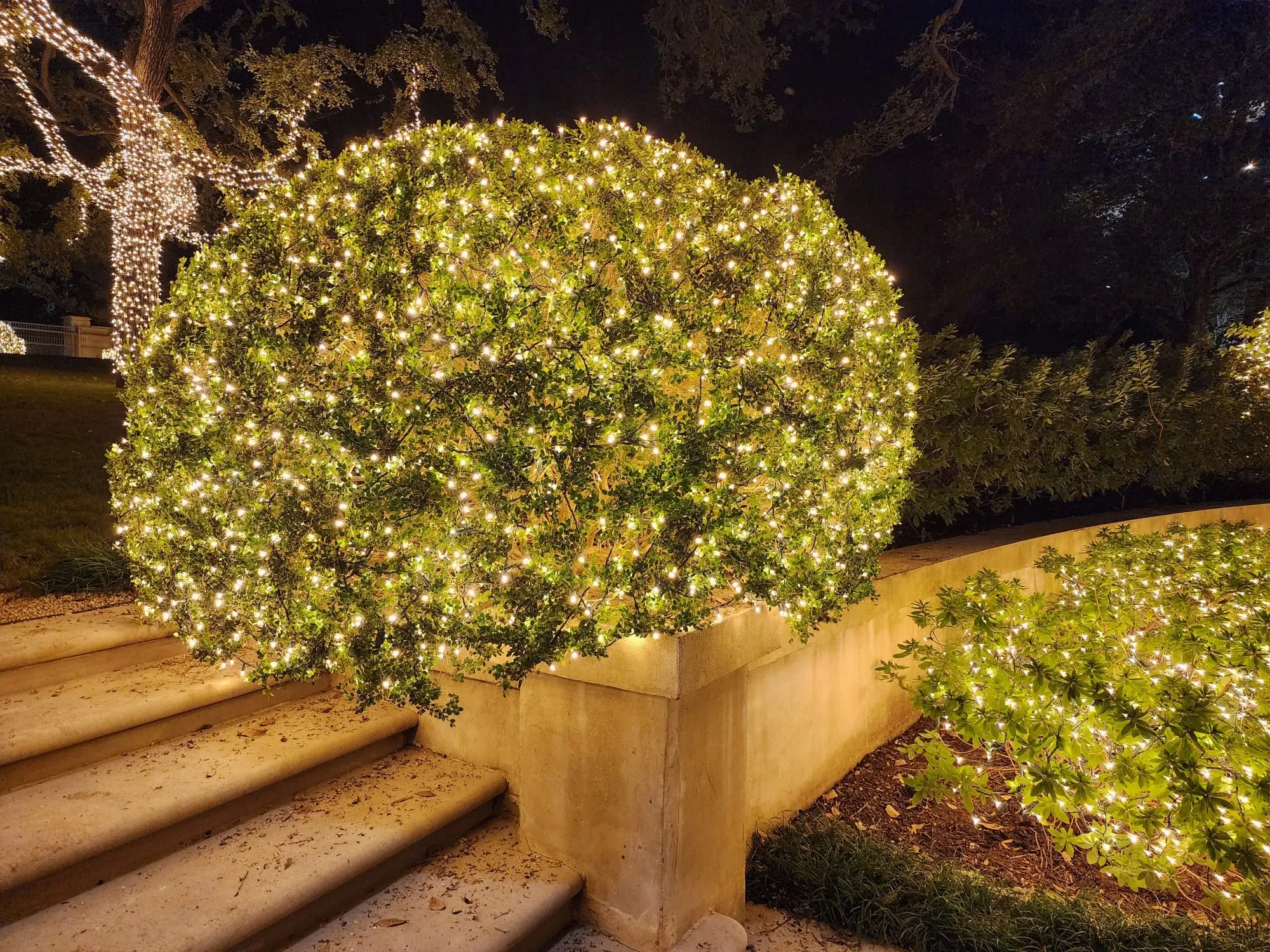 A rounded shrub wrapped in warm white mini lights beside stone steps at night