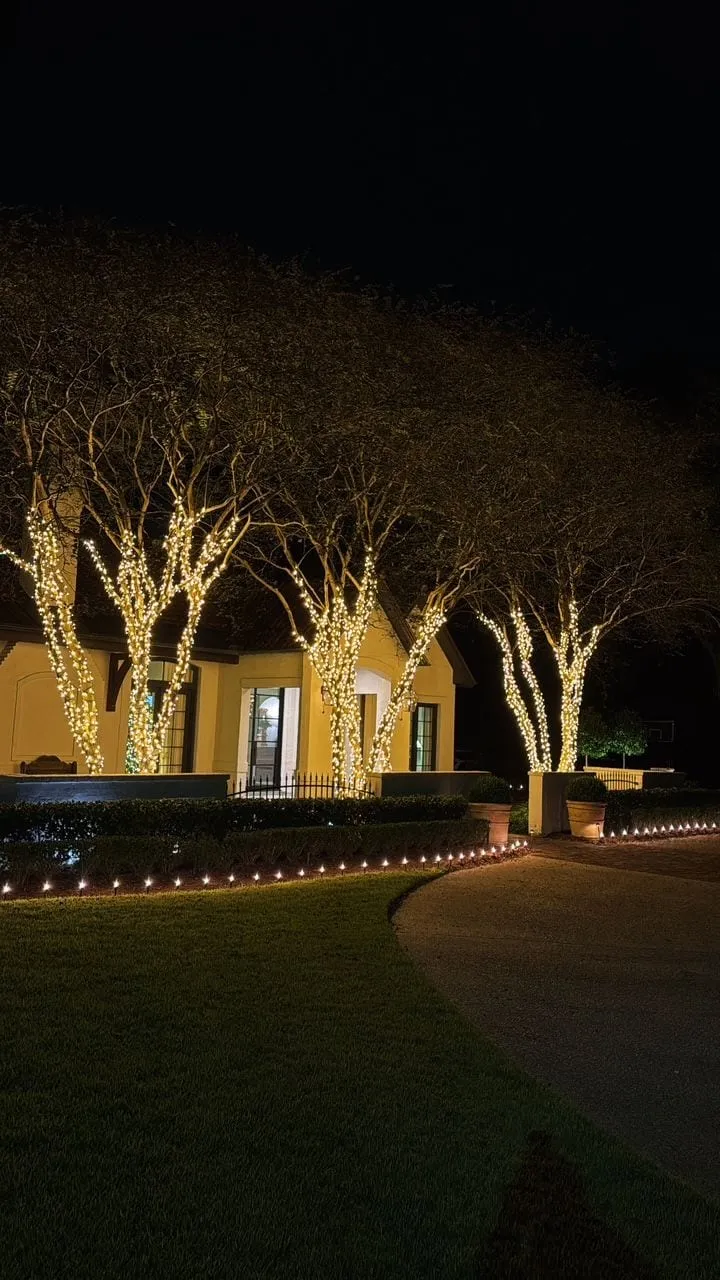 A row of crepe myrtles wrapped in warm white lights along a curved drive
