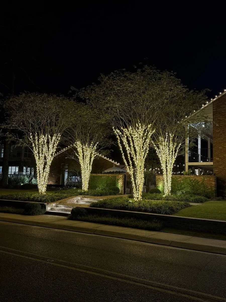 Crepe myrtles wrapped in warm white lights along a street
