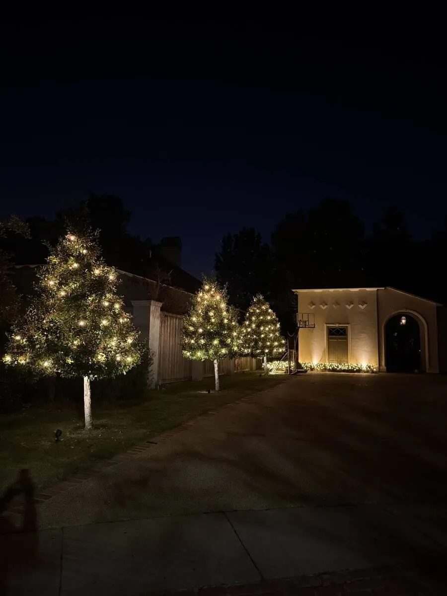 Lit holly trees along a drive at night