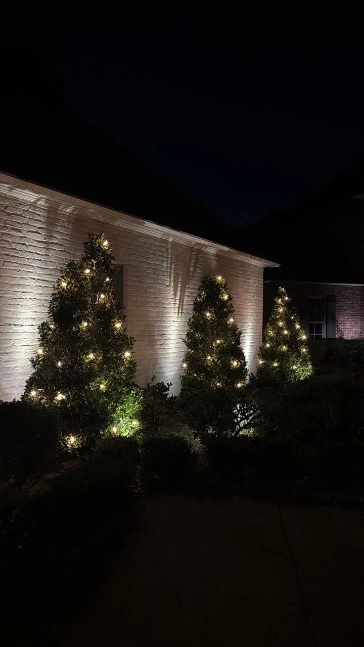 Three holly trees lit with bulbs against a white brick wall at night
