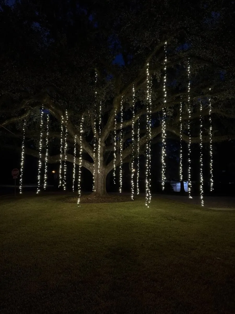 Light strands hanging from a spreading live oak over a lawn