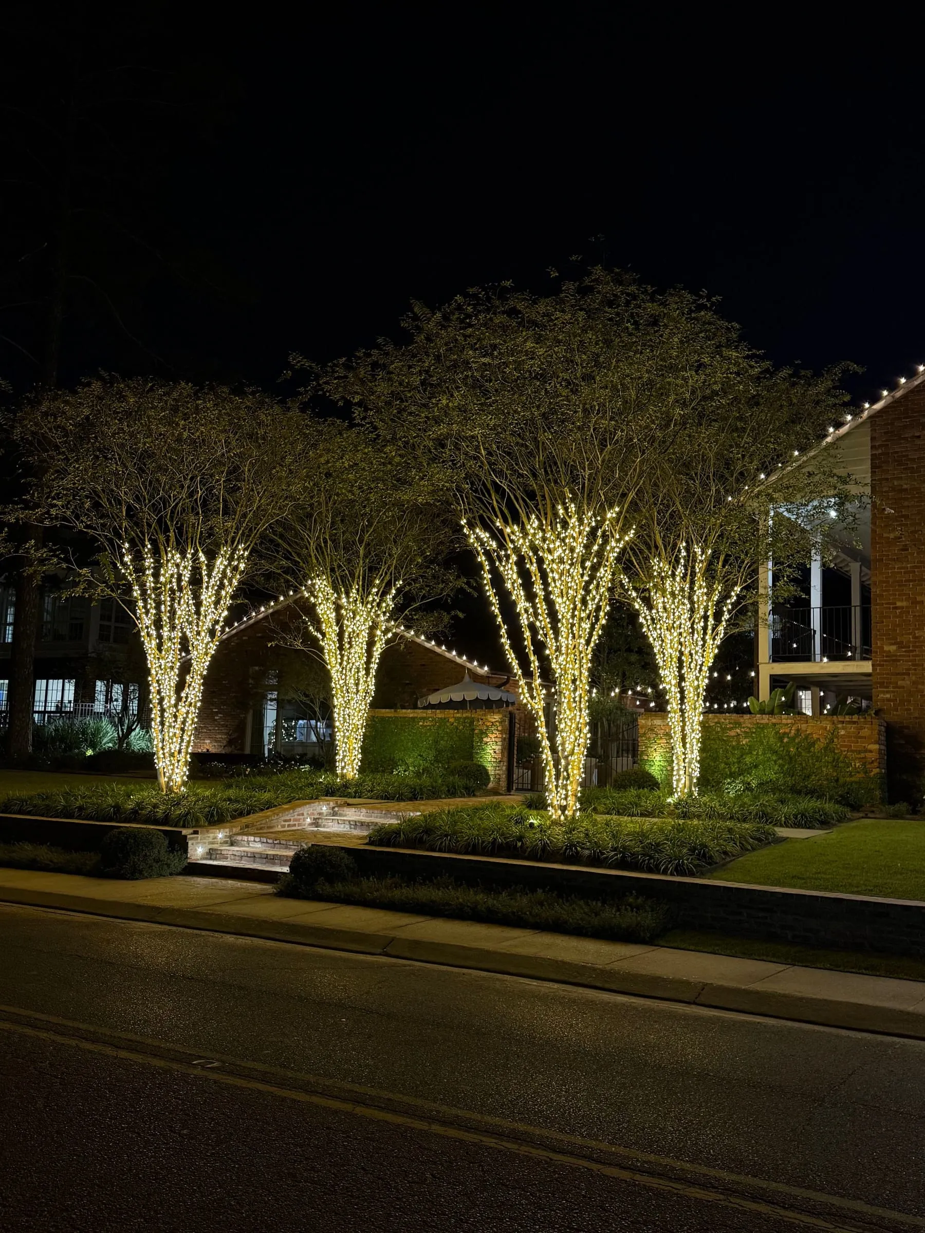 Four crepe myrtles wrapped in warm white lights above brick steps at night